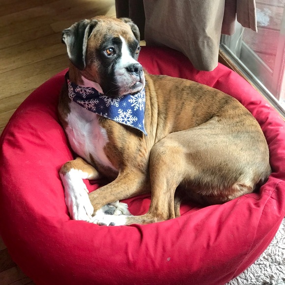 Meet your Posher, Kitty - Picture 2 of 2